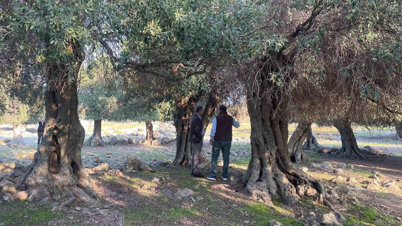 Gökçeada'da Ladolia Zeytini: Türkiye'de Sadece Burada Yetişiyor