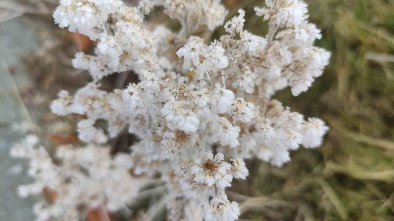 Göle'de Termometre Eksi 13'i Gösterdi: Ağaçlar Kırağı Tuttu