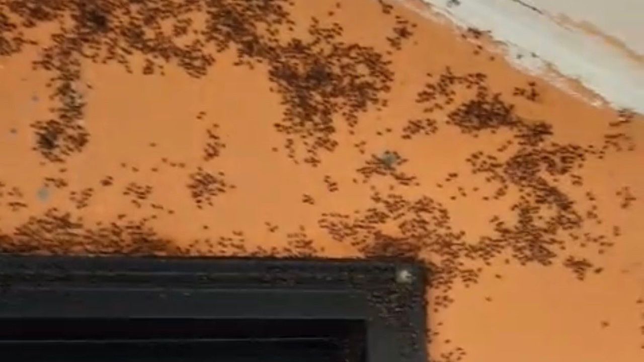 Gönen Hacımenteş'te Kara Sinek İstilası: Vatandaşlar Tepkili