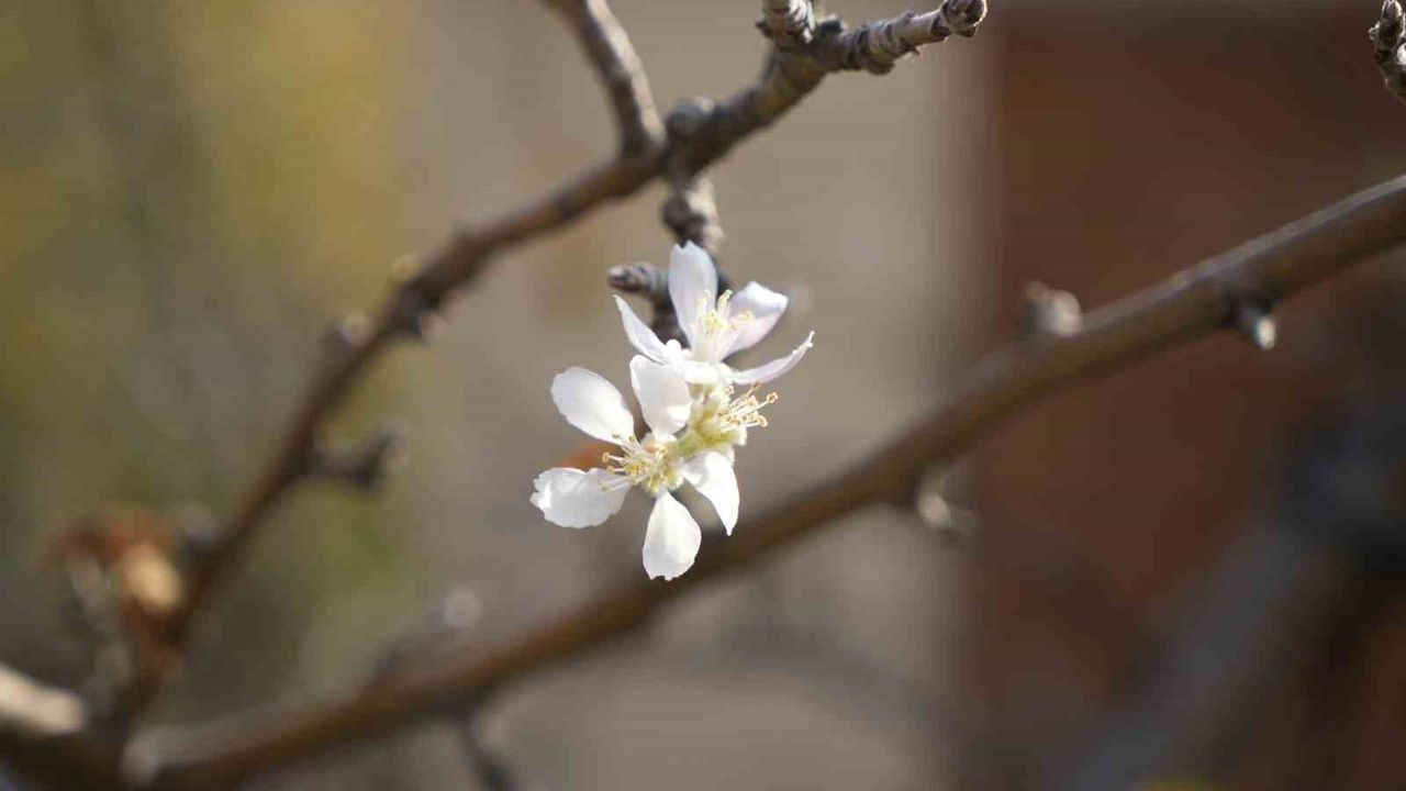 Gümüşhane'de Kasım'da Çiçek Açan Elma Ağacı Şaşırttı