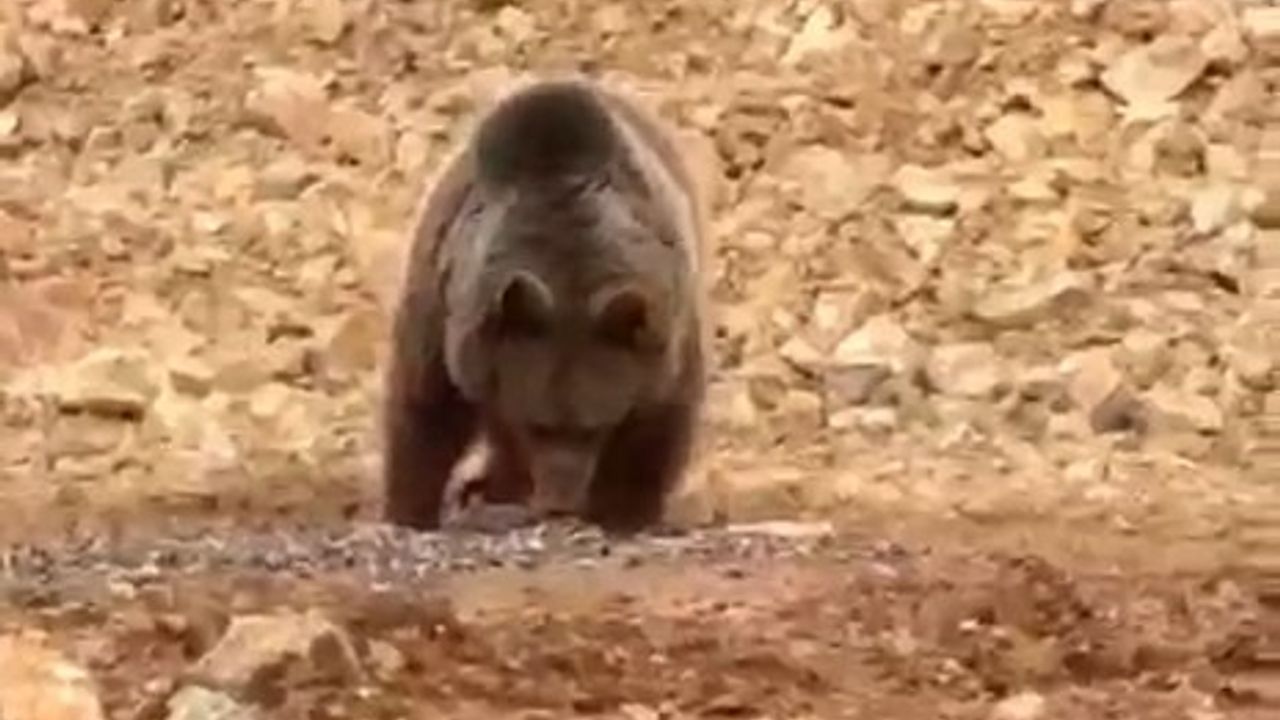 Gümüşhane'de Yol Kenarındaki Ayıya 'Hamsi' Ziyafeti