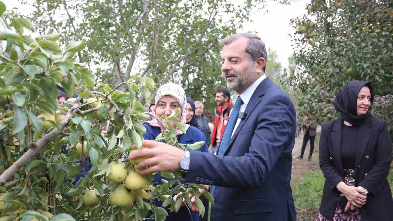 Gürsu'da Deveci Armut Hasadı: İş Kadınları ve Köylü Kadınlar Aynı Tarlada
