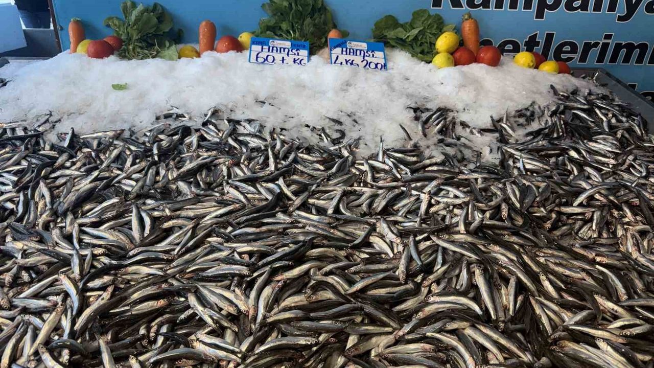 Hamsi fiyatı yüzleri güldürdü: Kilosu 60 liraya düştü