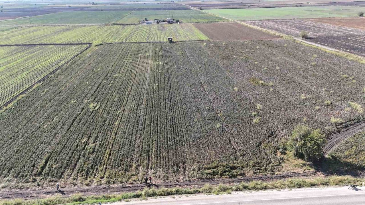 Hatay Amik Ovası'nda Kuraklık 'Beyaz Altın' Pamuk Rekoltesini Vurdu
