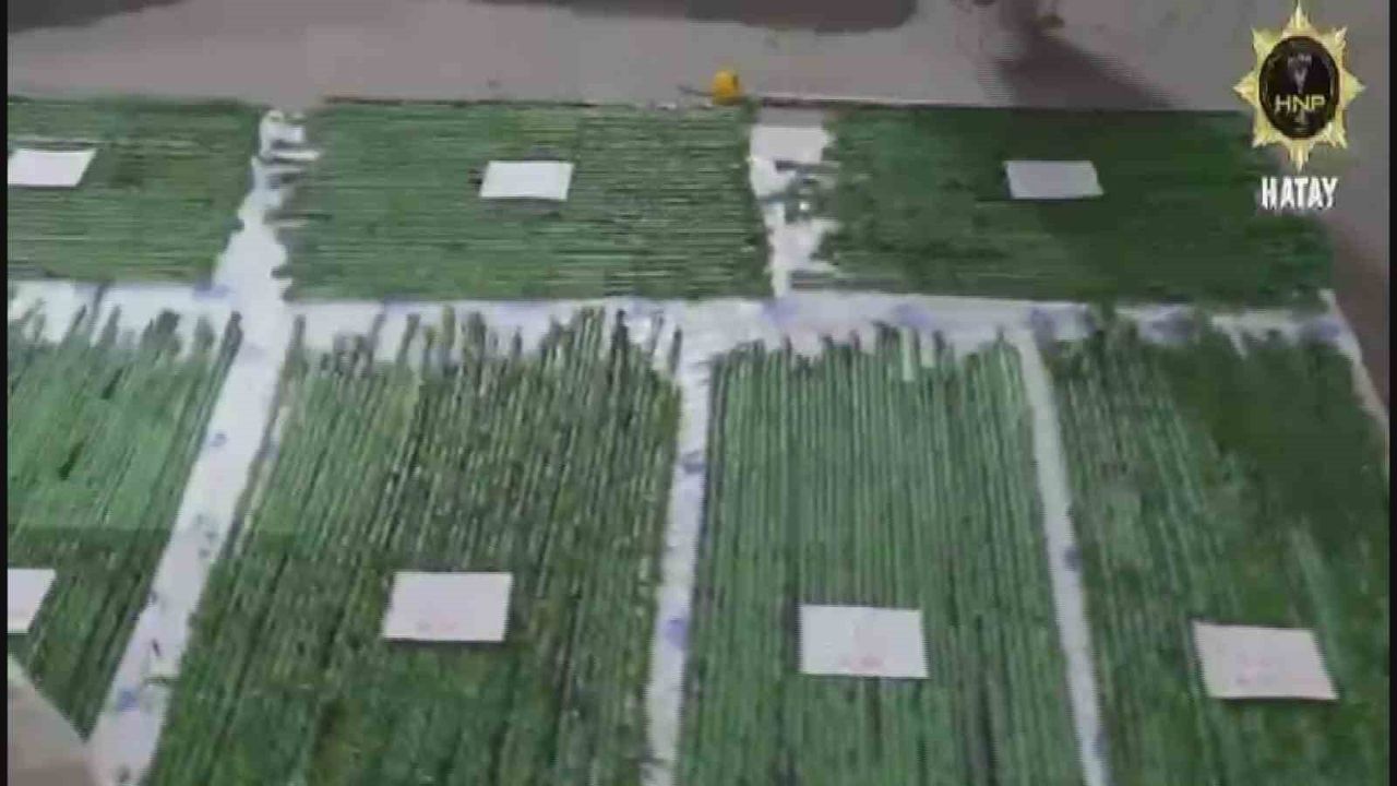 Hatay'da 306 Bin Captagon Hap Suni Çimlere Gizlenmiş Halde Ele Geçirildi