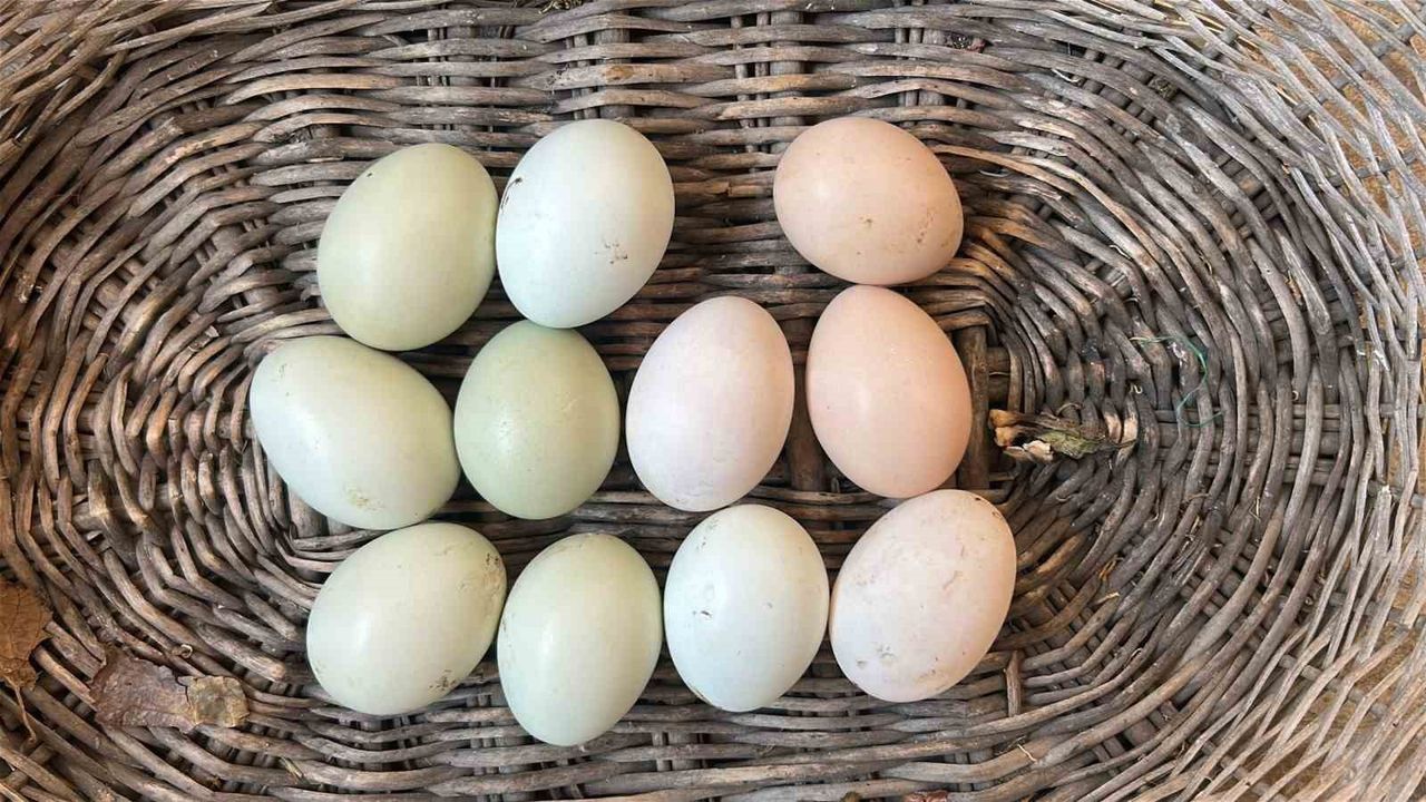 Hatay’da Araucana’ların Mavi Yumurtaları: 10 Yıldır Özel Bakım