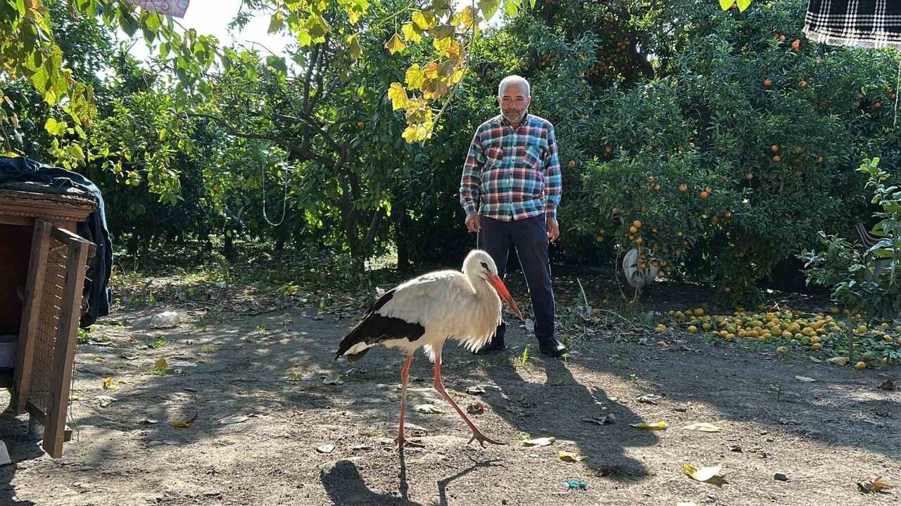 Hatay’da Kümeste Yaşayan Leylek Balıkla Besleniyor