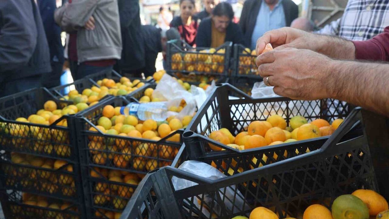 Hatay'da Mandalina 2 TL'ye Düştü: Üreticiler Tonlarca Ürünü Ücretsiz Dağıttı