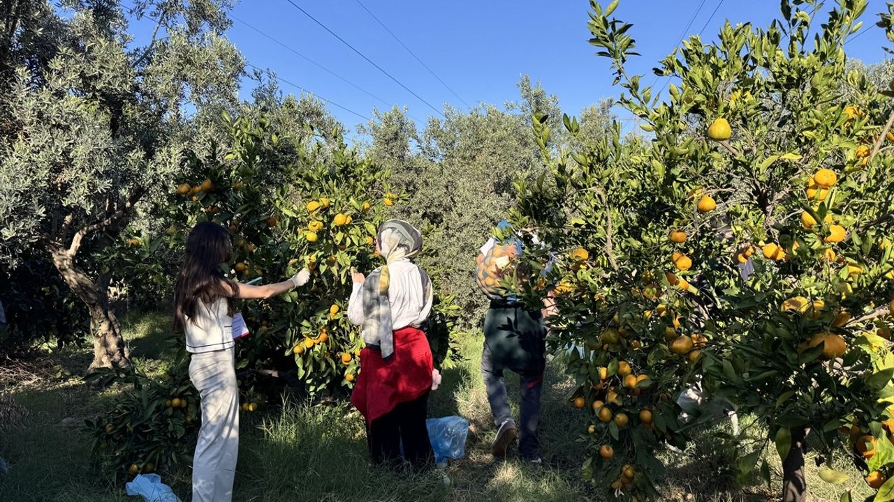 Hatay'da ODTÜ Öğrencileri Anadoluyuz Biz ile Mandalina Hasadında