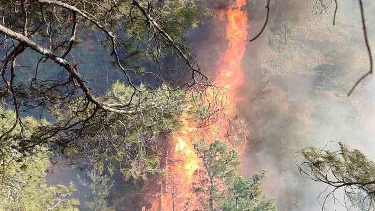 Hatay'da Orman Yangını: Belen Kömürçukuru'nda Müdahale Sürüyor