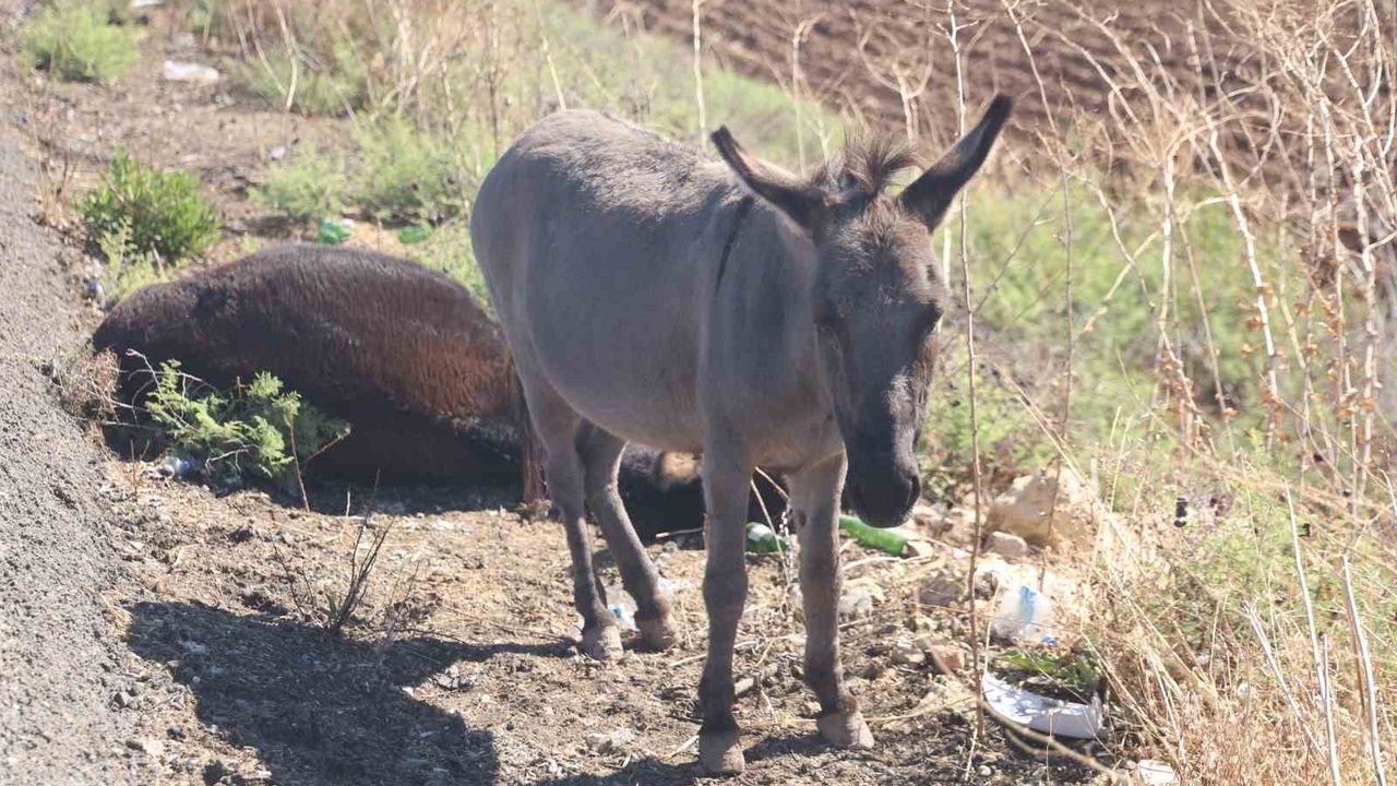 Hatay Reyhanlı’da Kaza: Telef Olan Eşeğin Sıpası Annesinin Başında Saatlerce Bekledi