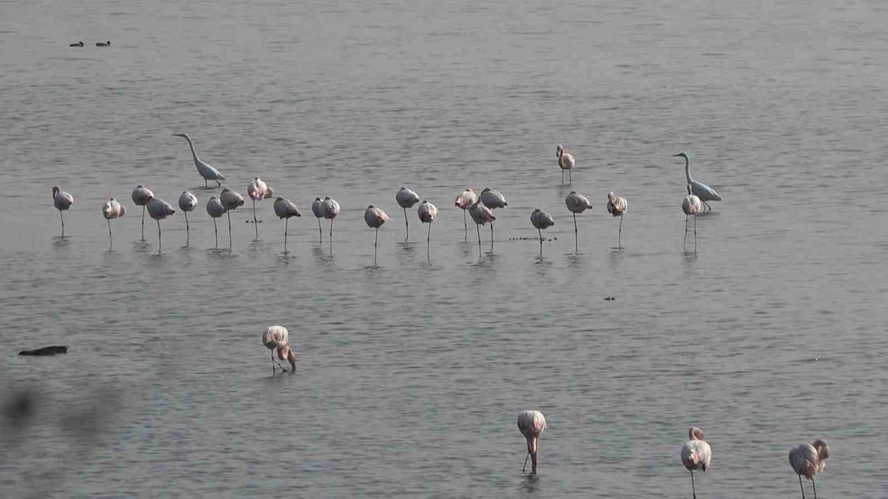 Hersek Lagünü'nde flamingo sayısı artıyor: Yalova'da renkli görüntüler