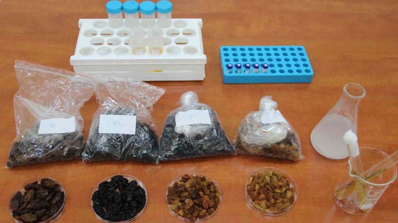 Hitit Üniversitesi: Antagonistik Mayalarla 500 Milyon Dolarlık Kuru Üzüm İhracatındaki Toksin Tehdidine Bilimsel Çözüm