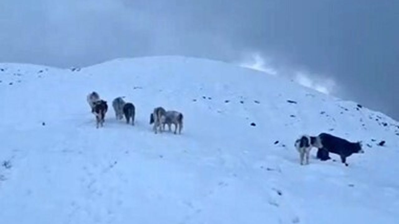 Hizan'da Ani Kar Yağışı Yayladaki Büyükbaşları Tehdit Etti