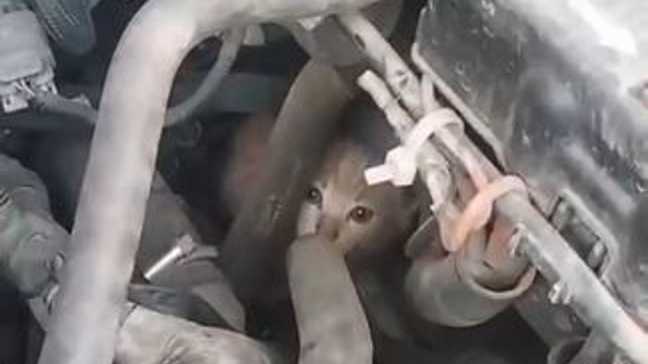 Hopa'da Dolmuş Motorunda 4 Yavru Kedi İtfaiye Tarafından Kurtarıldı