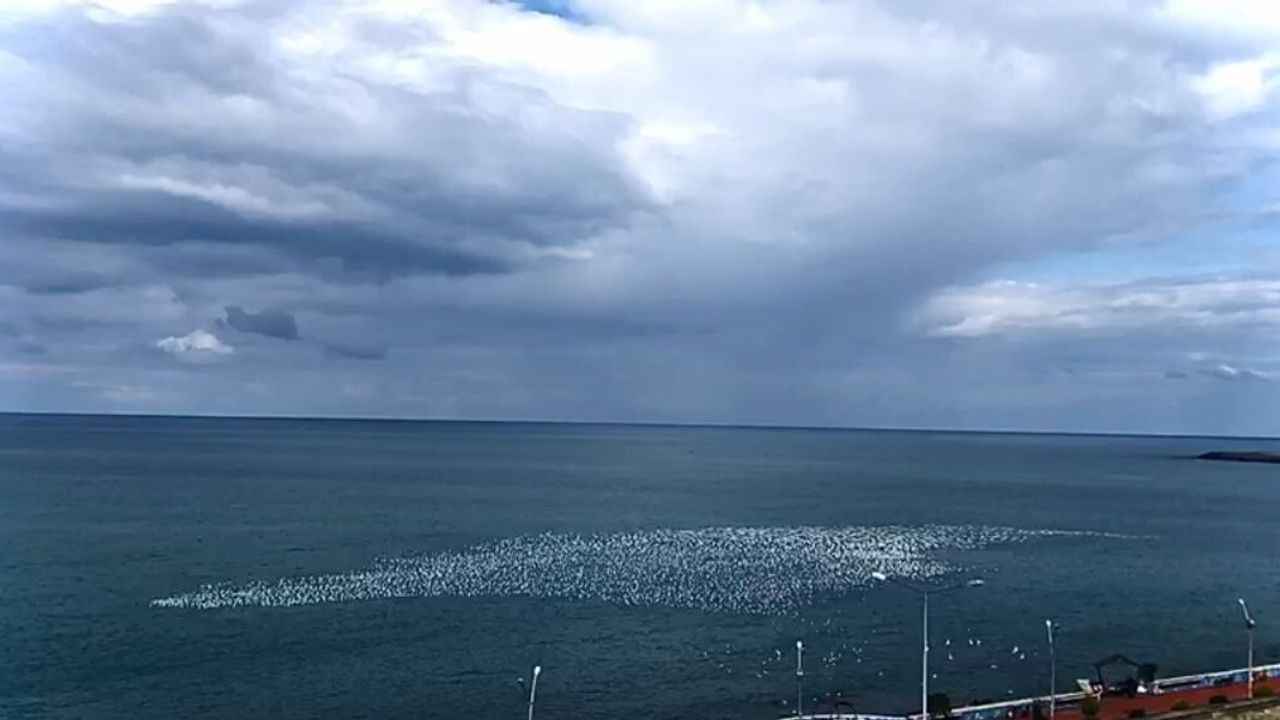 Hopa'da Martıların 'Beyaz Dalga' Dansı Görsel Şölen Yarattı