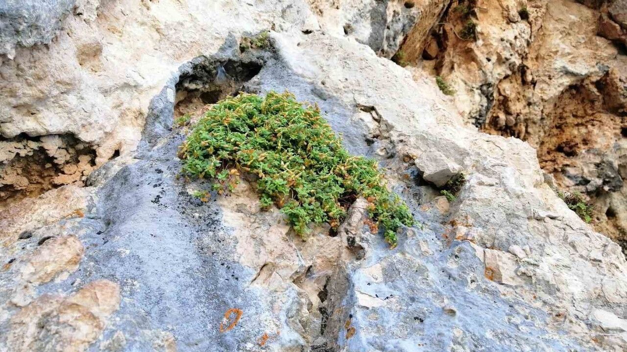 Hypericum malatyanum Malatya'da sarı kantarondan daha etkili bulundu