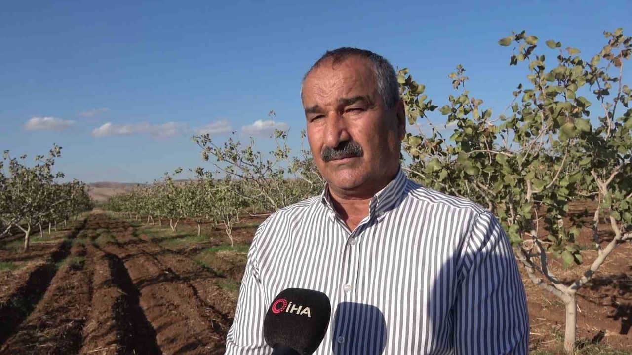 İdil'de Fıstık Hasadı Başladı: 13 Bin Ağaç Ekonomiye Can Suyu