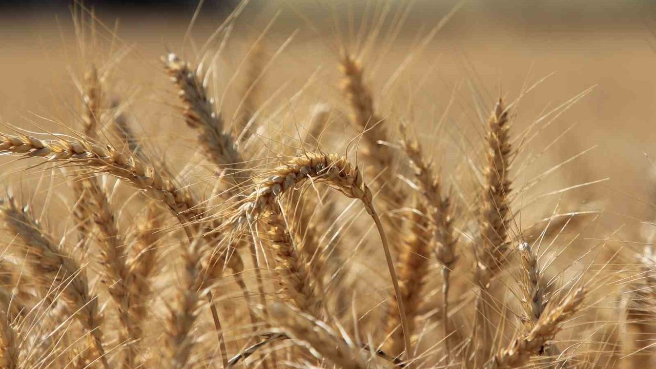 IGC: Küresel Tahıl Üretimi 2025/26'da Rekora Ulaşıyor