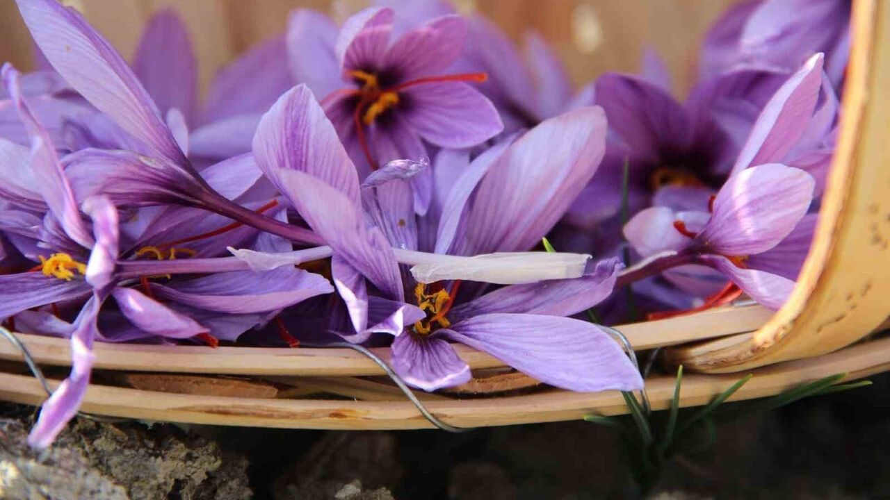 İskilip'te 250 m² Tarlada Safran Hasadı — Dünyanın En Pahalı Baharatı Yetişti