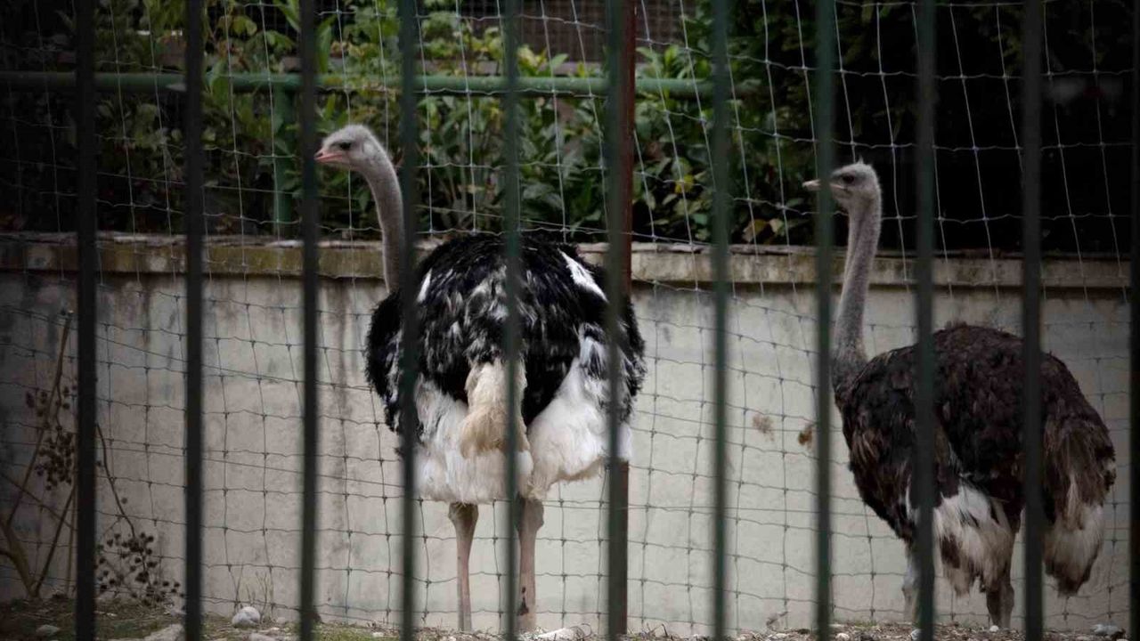 İspanya’da kuş gribi alarmı: Yüksek riskli bölgelerde kümes hayvanları kapalı tutulacak