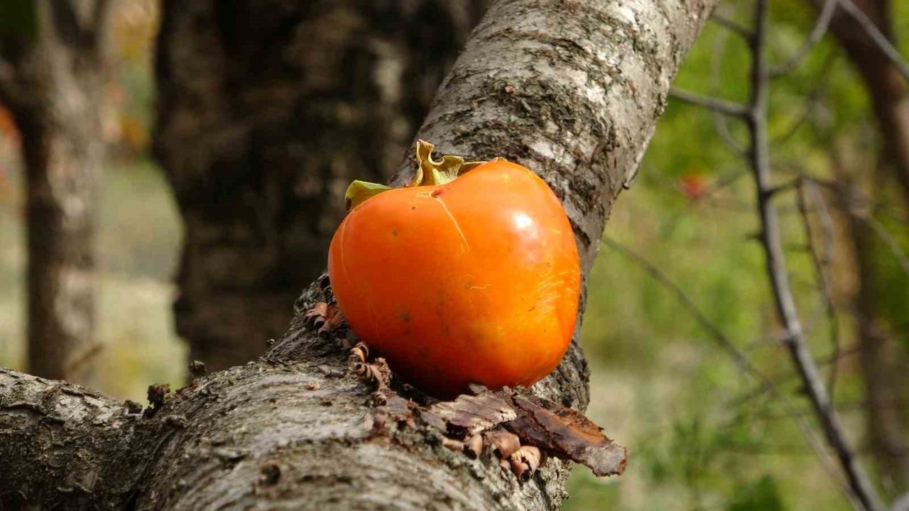 Isparta'da 85 Yaşındaki İbrahim Dede'nin 'Hayır Bahçesi' — Ücretsiz Meyve ve 5 Bin Ziyaretçi Hedefi