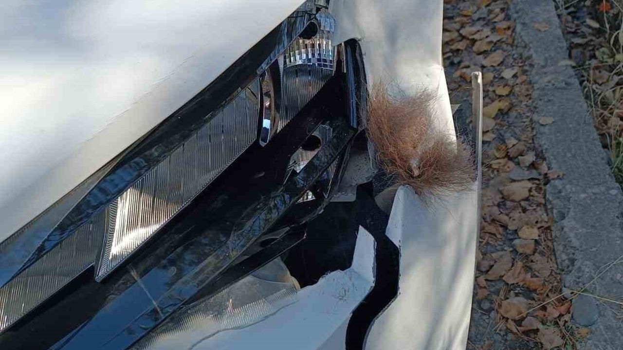 İspir'de Otomobil Boz Ayıya Çarptı — Erzurum-İspir Yolunda Kaza