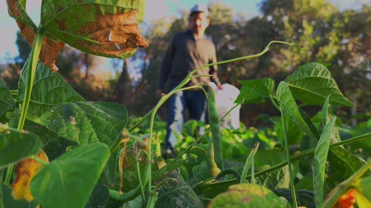 İspir Fasulyesi Dünya Mutfağını Fethediyor: Ünlü Şeflerin Vazgeçilmezi