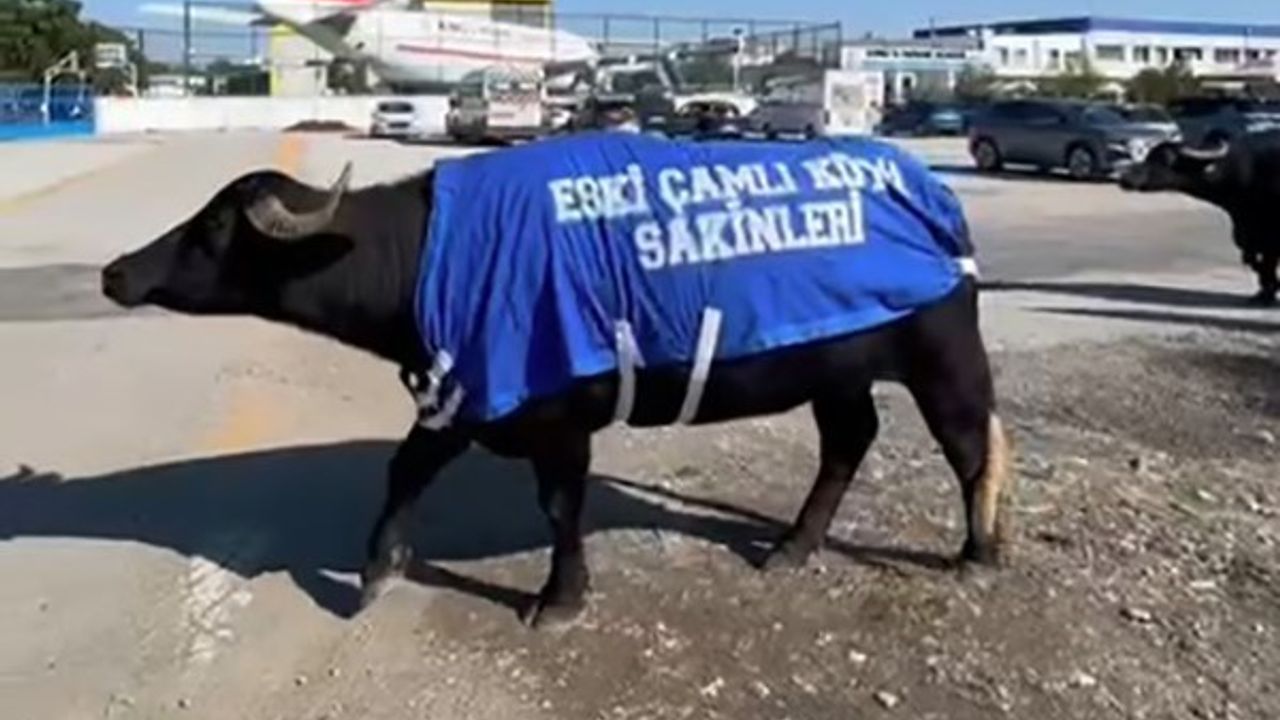 İzmir'de mandalı protesto: Okul sahibinden 'Eski Çamlı' tepkisi