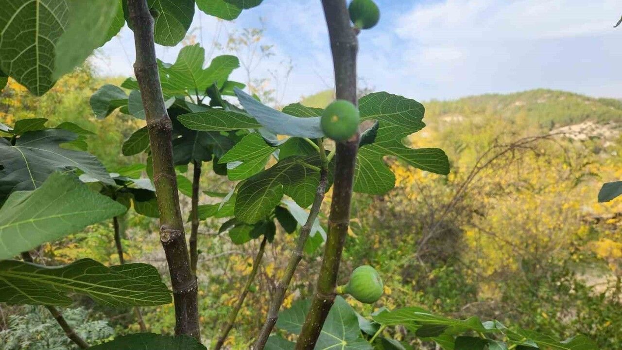 Kadirli'de İncir Ağaçları Aralıkta Yeniden Meyve Verdi