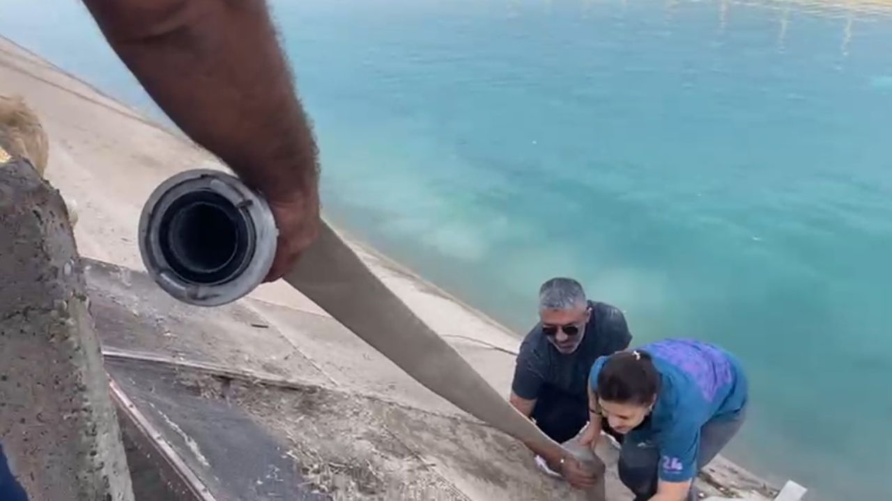 Kahraman Anne Atatürk Barajı'nda Boğulmak Üzere Olan Kangalı Kurtardı