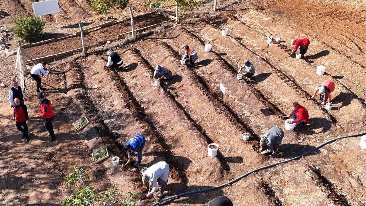 Kahramanmaraş'ta Endemik Salep Toprakla Buluştu: MADO'dan 10 Yıl Alım Garantisi