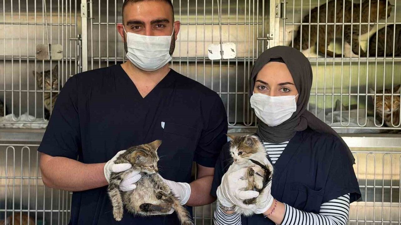 Karabük'te Sahipsiz Hayvan Bakımevi'nde Kış Hazırlıkları Tamamlandı