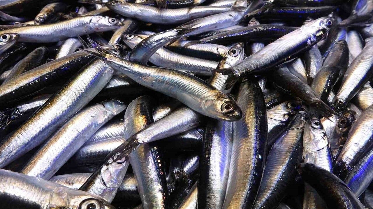 Karadeniz'de 35 Yılın En Bereketli Hamsi Sezonu: Kilo 50 TL