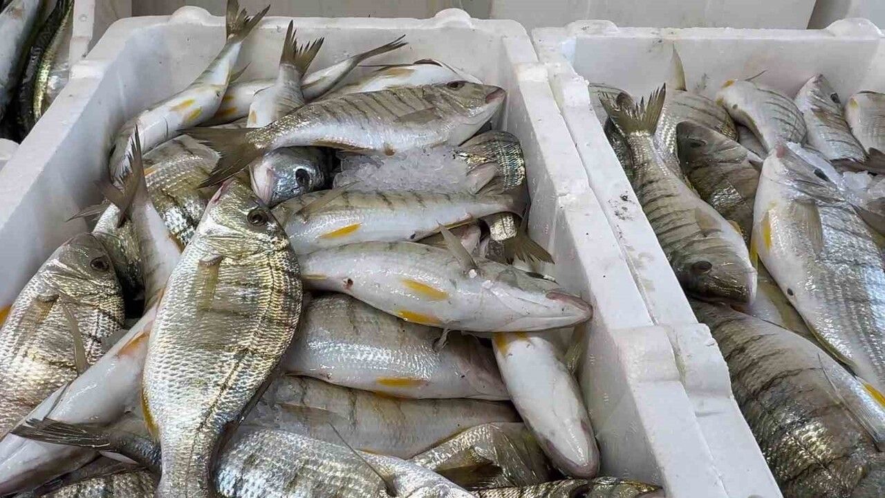 Karadeniz'de Hamsi Bereketi Diğer Balıkları Canlandırdı