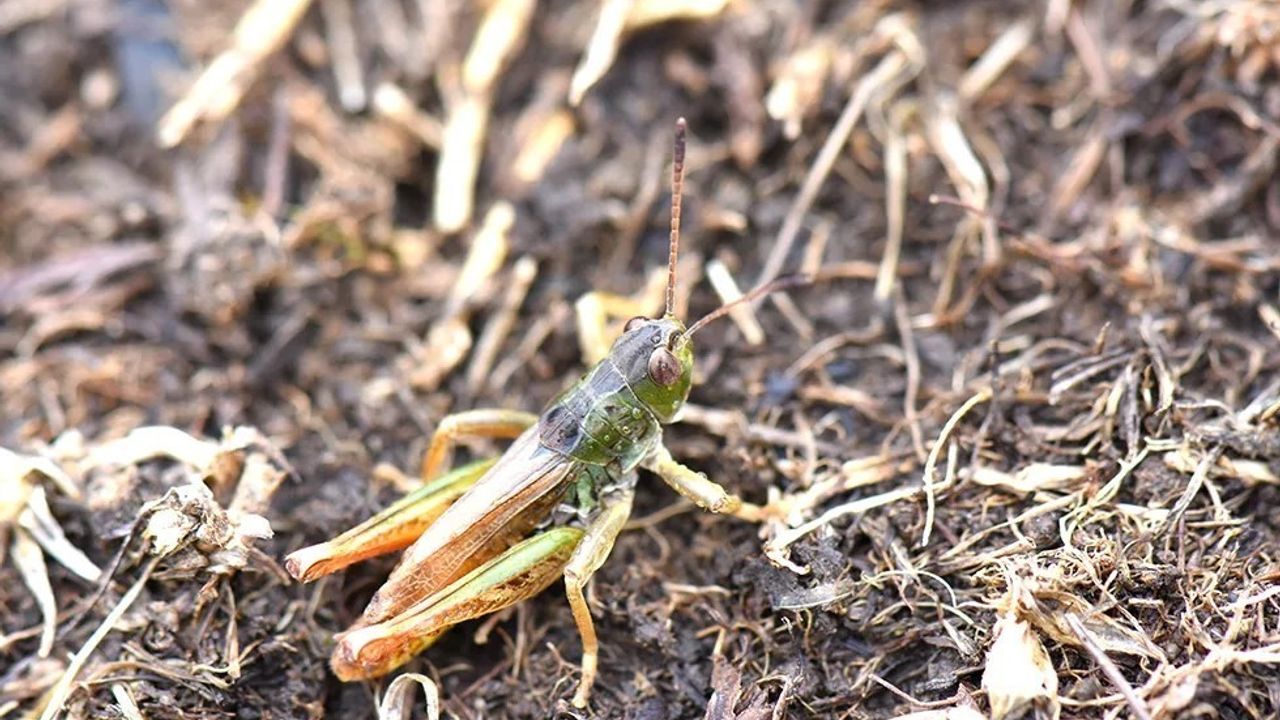 Karadeniz'de 'Salmanihippus' Adlı Yeni Çekirge Cinsi Keşfedildi