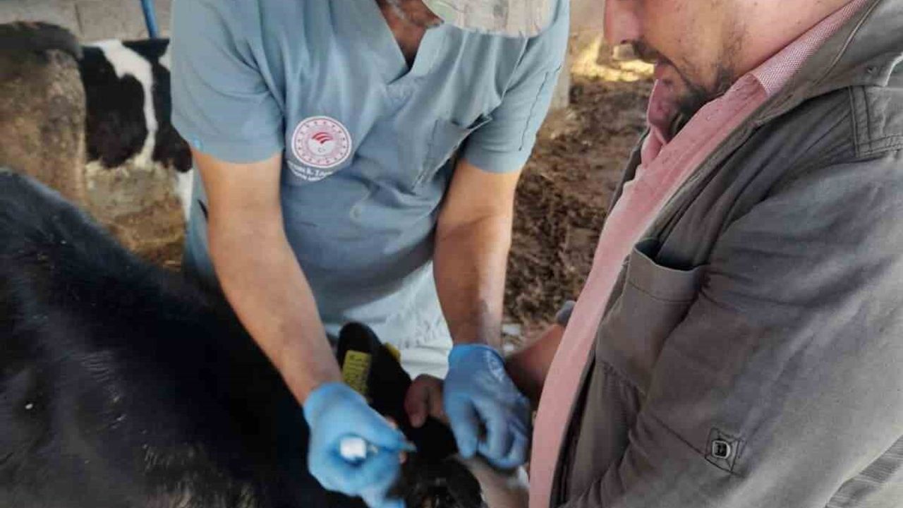 Karpuzlu’da Aşılama ve Jandarma Denetimleriyle Hayvan Sağlığı Güçlendiriliyor