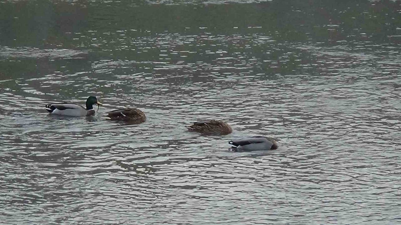 Kars Çayı'nda Yüzlerce Yeşilbaş ve Boz Ördek
