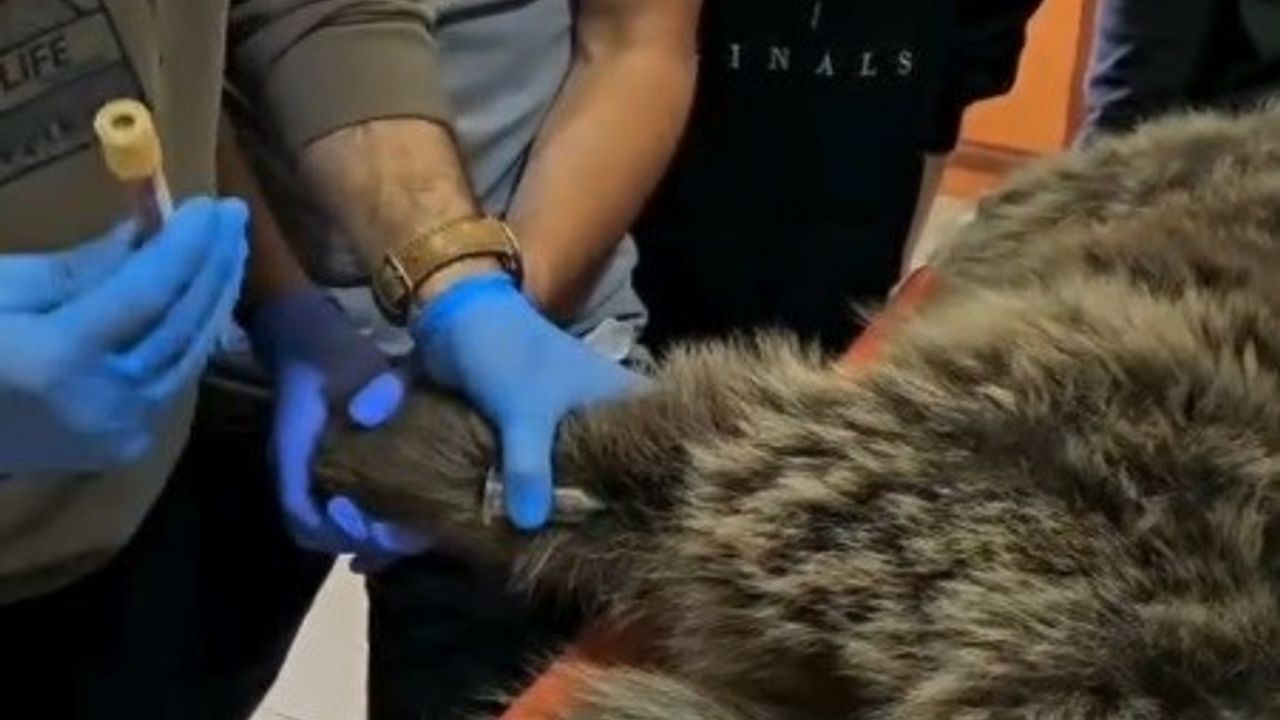 Kars Sarıkamış’ta Yaralı Bozayı DKMP Merkezinde Tedavi Ediliyor