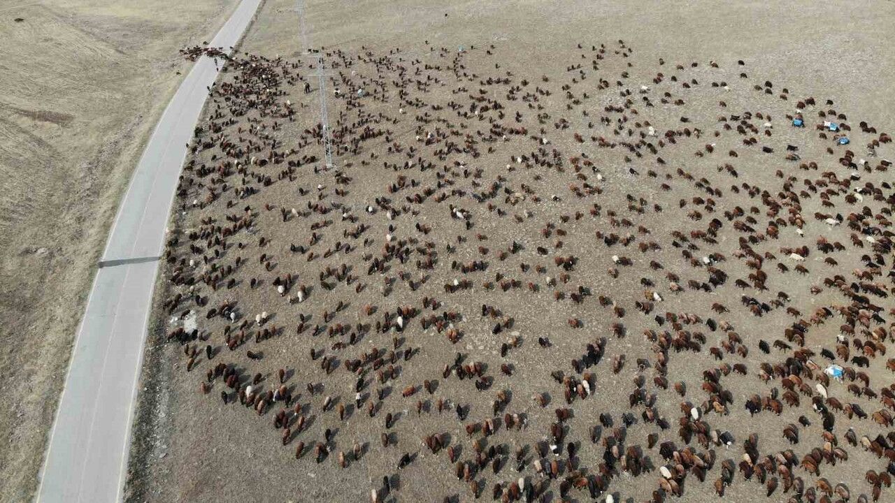 Kars’ta Göçerlerin Zorlu Dönüşü: Binlerce Küçükbaş Iğdır Yolunda