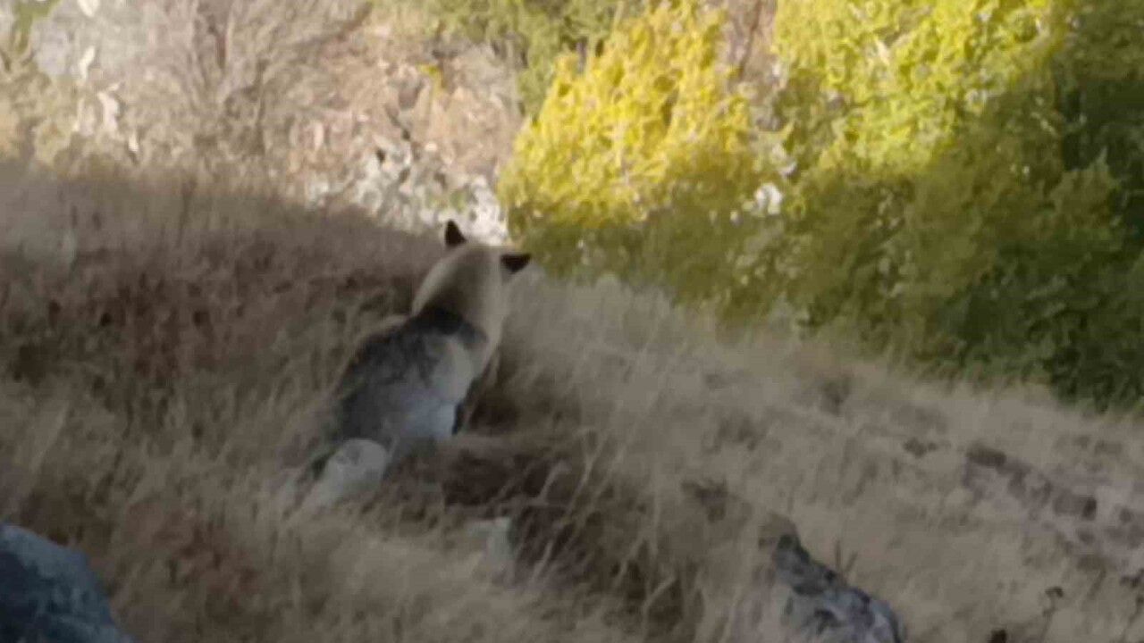 Kars'ta Kızıl Tilki Kars Kalesi Çevresinde Görüntülendi