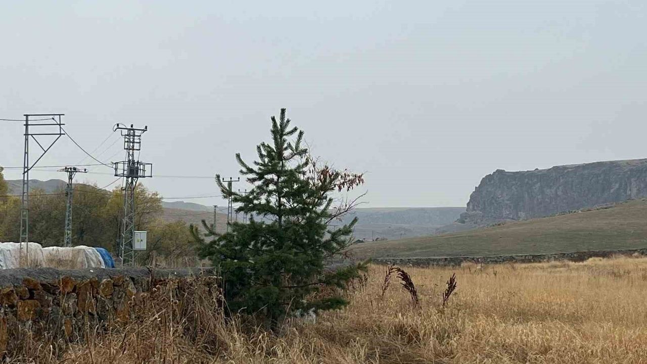 Kars'ta Muhtar Ersoy Ekinci'den Örnek Ağaçlandırma: Kayaköprü'ye Bin Çam Fidanı