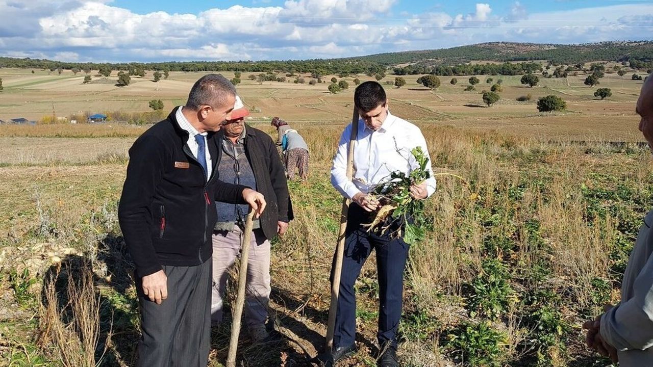 Kaymakam Alperen Teltik Eyidemir'de Şeker Pancarı Hasadını İnceledi