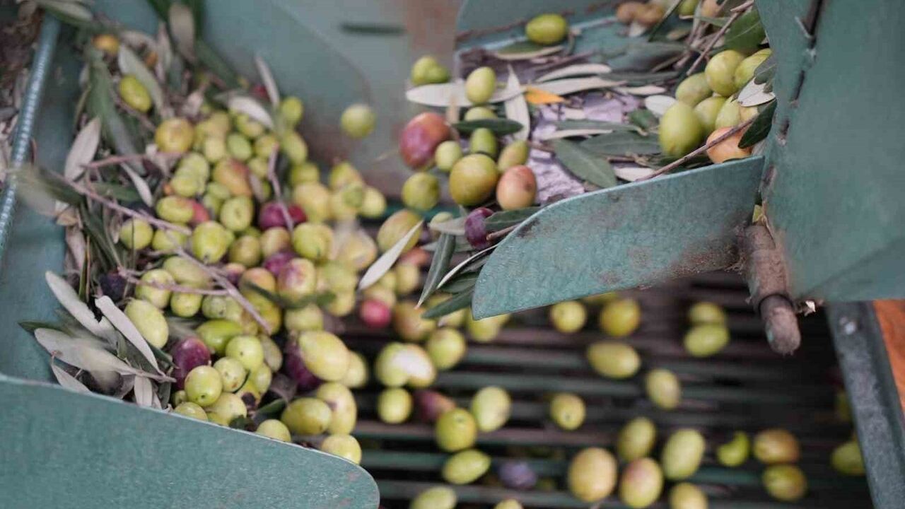 Kazdağları'nda Coğrafi İşaretli Yeşil Çizik Zeytin İçin Elek Mesaisi