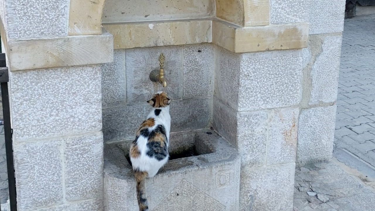 Kemaliye'nin 'Tekir'i: Cumhuriyet Meydanı'nın Çeşme Başı Müdavimi