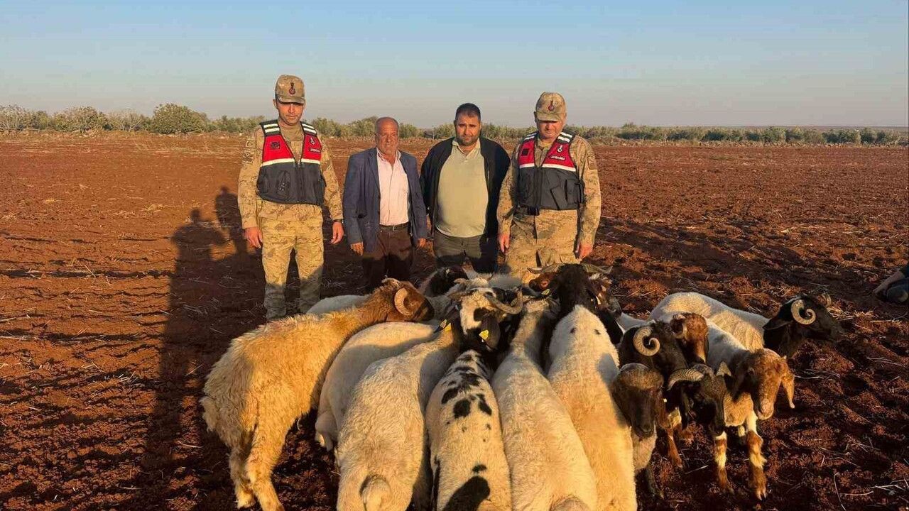 Kilis'te 19 Küçükbaş Hayvan Jandarma Tarafından Bulundu