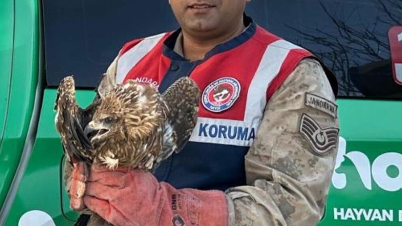 Kilis'te Yaralı Kızıl Şahin Koruma Altına Alındı