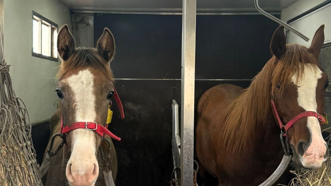 Kırklareli'de Canlı Hayvan ve Hayvansal Ürün Nakil Denetimleri