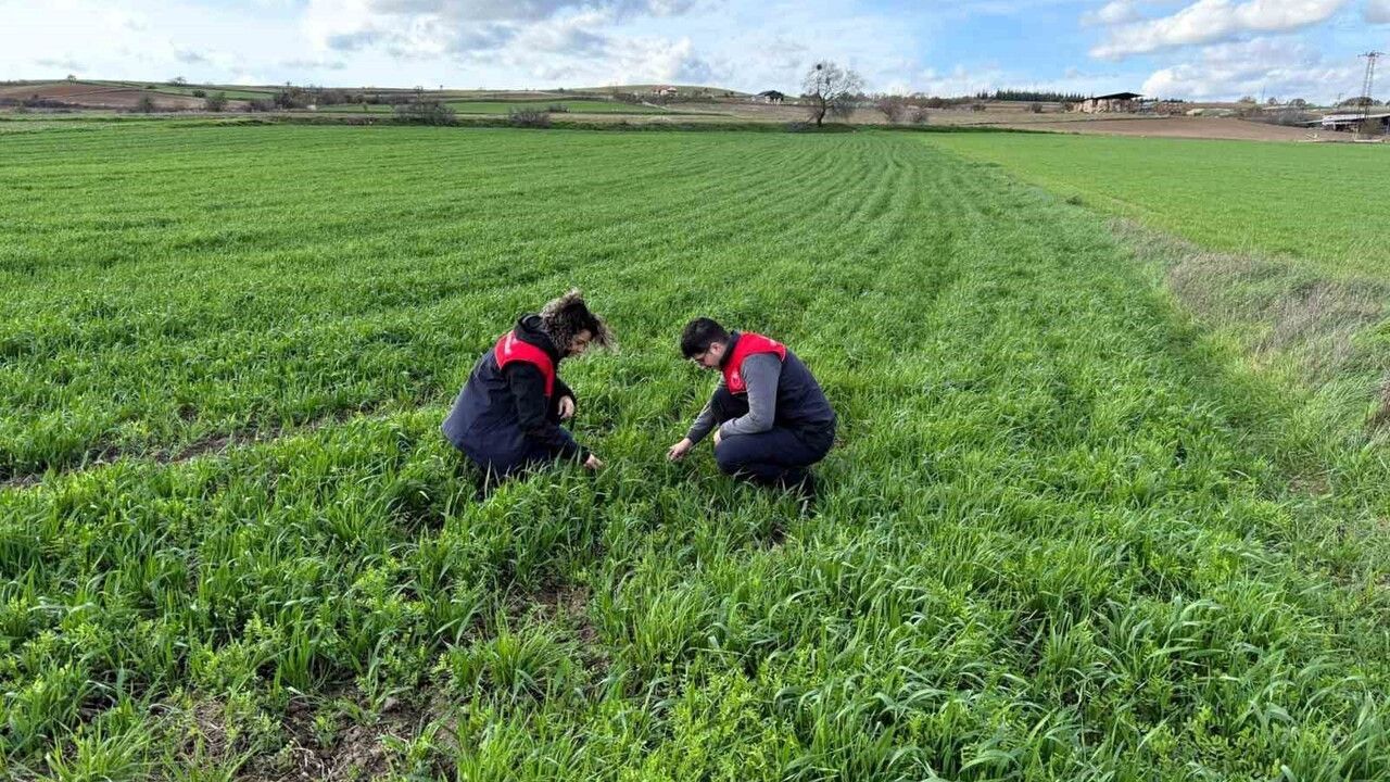 Kırklareli'nde 'Kaliteli Kaba Yem' Projesi Tarlalarında Kontroller
