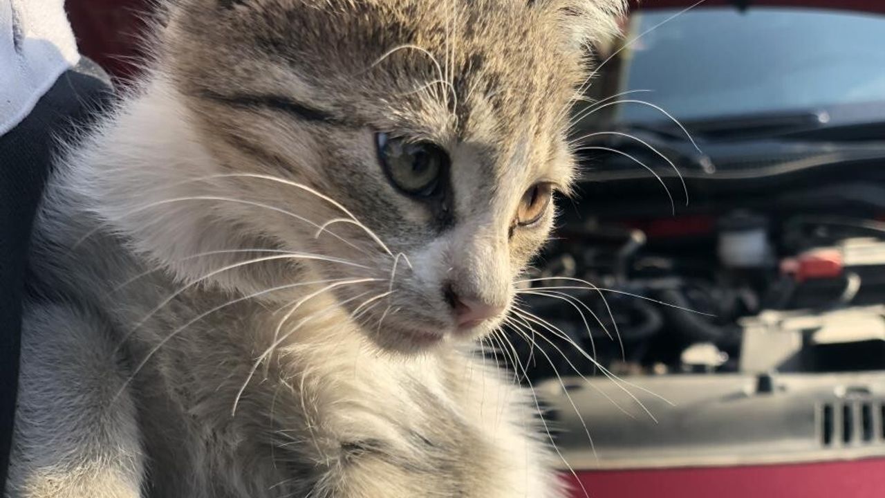 Kış Uyarısı: 'Kaputa Vurun' — Sürücülere Hayvan Koruma Çağrısı